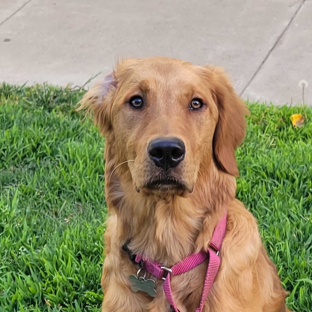 Kodi, a golden retriever, sitting on grass